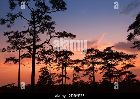 silhouette paesaggio pineta foresta con cielo colorato e nuvola con gruppo di uccelli Foto Stock