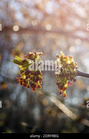 Primo piano Acer negundo fiori contro il sole in primavera. Vista verticale, spazio di copia per il testo Foto Stock