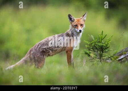 Volpe rossa skinny in piedi sul prato nella natura estiva Foto Stock