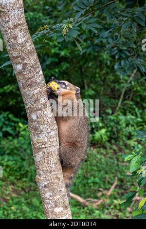 Ring tailed coati, Nasua nasua, climbing on wood over green background eating a fruit Foto Stock