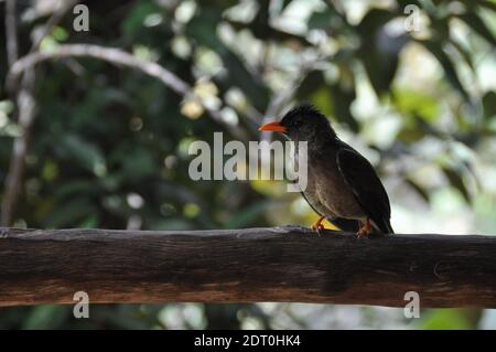 Bubul è un genere di uccelli della famiglia Bulbul. Foto Stock