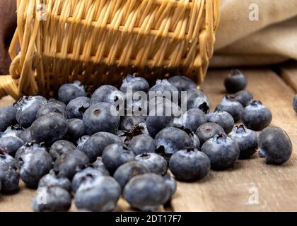 Mirtilli bacche fresche sparse su tavole di legno. I mirtilli appena raccolti fuoriescono dal cestello Foto Stock