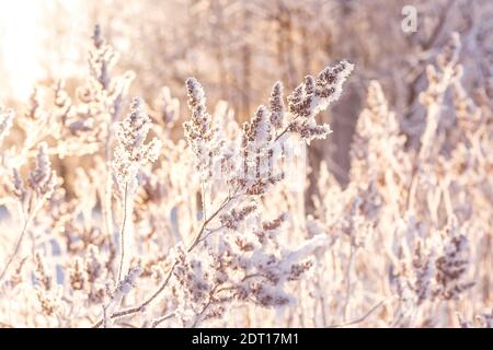 Splendido paesaggio invernale coperto di neve. Arbusto in gelo sullo sfondo del sole d'inverno setting. Paesaggio di Natale. Messa a fuoco selettiva. Sfocatura indietro Foto Stock