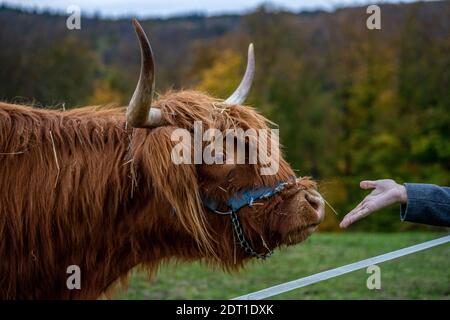 Bestiame longhorn dai capelli lunghi sul prato in hessen, germania Foto Stock