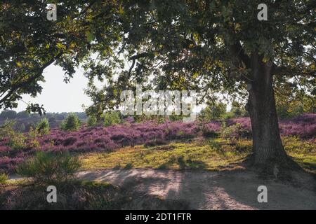 Percorso sabbioso attraverso le brughiere del Parco Nazionale di Veluwe Durante il tramonto nei Paesi Bassi Foto Stock