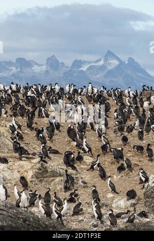 Isla de los Pájaros vicino a Ushuaia piena di cormorani, Tierra del Fuego, canale di Beagle, Argentina. Foto Stock