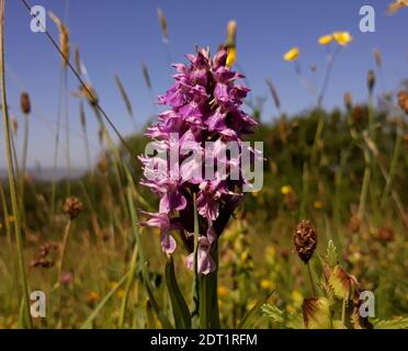 Primo piano: Un'orchidea viola (Orchis Mascola). Questo esempio di un'orchidea porpora precoce è stato fotografato a Walls Hill Park, Babbacombe, Devon. Foto Stock