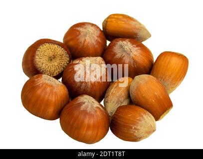 Nocciole su uno sfondo bianco isolato Foto Stock