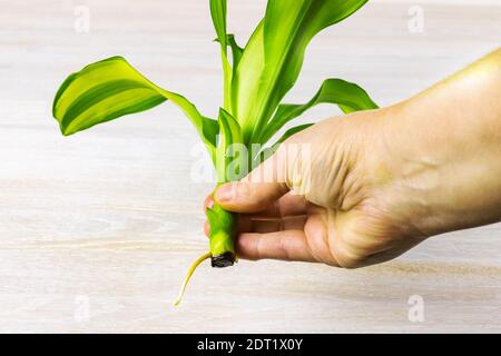 Una mano femmina tiene un ramo verde Dracaena fragranze pianta casa su uno sfondo di legno bianco Foto Stock