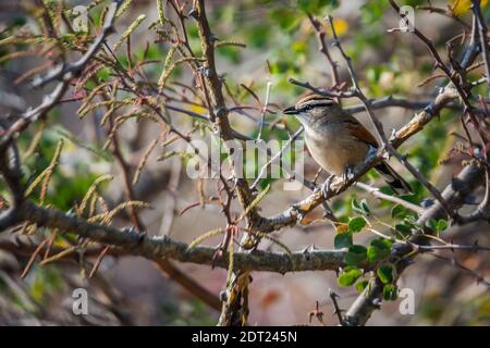 Tchagra con corona marrone nel cespuglio nel Parco Nazionale Kruger, Sudafrica; specie Tchagra australis famiglia di Malaconotidae Foto Stock