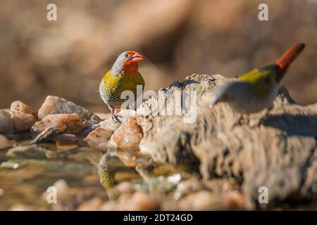 Due pytilia alata verde in piedi al buco d'acqua nel parco nazionale di Kruger, Sudafrica ; famiglia di Pytilia melba di Estrildidae Foto Stock