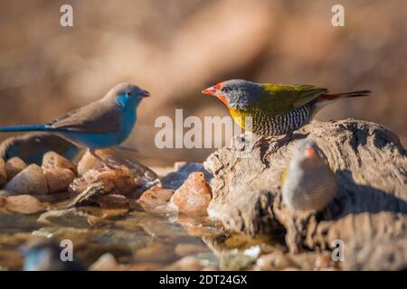 Due pytilia alata verde in piedi al buco d'acqua nel parco nazionale di Kruger, Sudafrica ; famiglia di Pytilia melba di Estrildidae Foto Stock