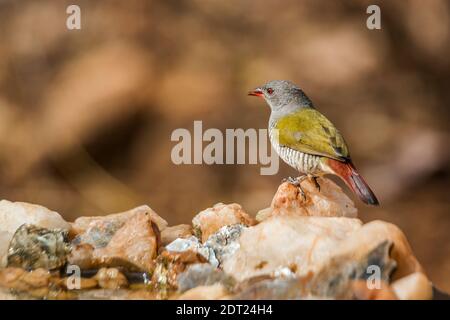 Donna pytilia alata verde in piedi al buco d'acqua nel Parco Nazionale di Kruger, Sudafrica; famiglia di Pytilia melba di Estrildidae Foto Stock