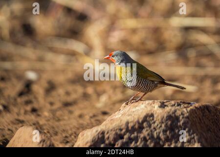 Pytilia alata verde in piedi su tumulo di termite nel parco nazionale di Kruger, Sudafrica; famiglia di Pytilia melba di Estrildidae Foto Stock