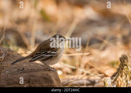 Red backed Scrub Robin in piedi sul terreno nel Parco Nazionale Kruger, Sudafrica; specie Cercotrichas leucofrys famiglia di Musicapidae Foto Stock