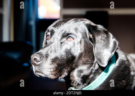 Paddy il Labrador Nero Foto Stock