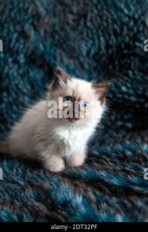 Gattino di Ragdoll Foto Stock