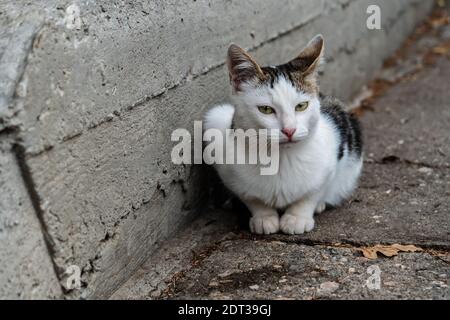 stray bello mottled due-colorato gatto con occhi verdi siede sul parapetto di pietra di un edificio abbandonato. Foto Stock