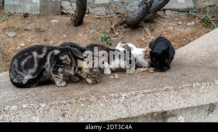 I gatti randagi mangiano il cibo del gatto sui ciottoli. La gente alimenta gli animali randagi. Foto Stock