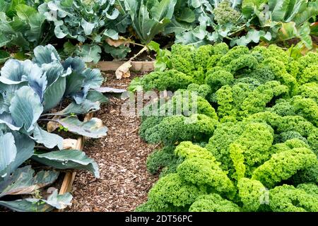 Giardino di Kale che cresce in giardino di verdure di letto rialzato. Fine estate, allevato letti vegetali Brassica oleracea acephala kale orticoltura, Giardinaggio Foto Stock