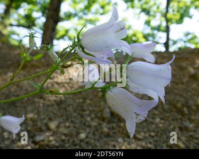 Bellflower strisciante (Campanula rapuncoloides) in montagna nella zona forestale. Fiori selvatici del Caucaso Foto Stock