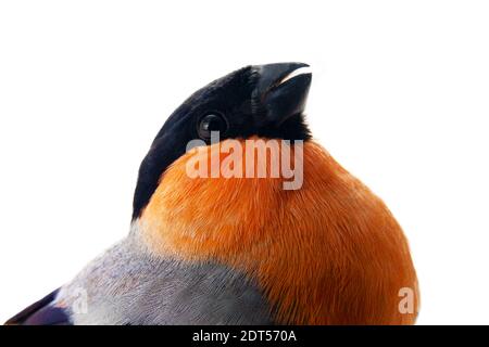 Il magnifico Bullfinch rosso (Snowbird, Pyrrhula pirrhula, maschio) in primavera di allevamento piumaggio è un uccello preferito di persone nel Nord d'Europa. Metà Foto Stock