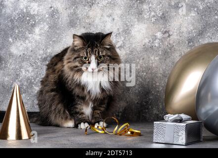 Gatto seduto con palloncini d'argento dorato e cappello da festa e scatola regalo su sfondo grigio. Concetto di festa di compleanno Foto Stock