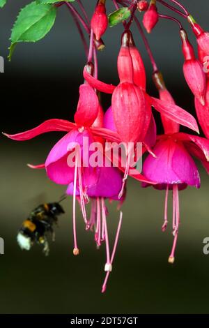 Hardy fucsia fiore Bumblebee Bombus terrestris, il bumblebee coda di rombi o grande terra bumblebee Foto Stock