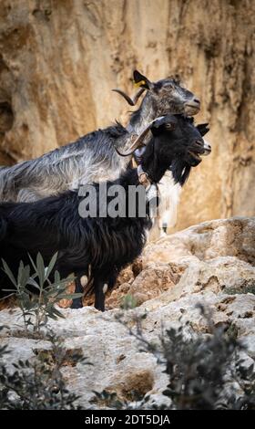 Capre in piedi su scogliera rocciosa Foto Stock