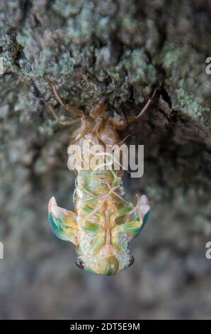 Cicada verde emergente da shell. Foto Stock