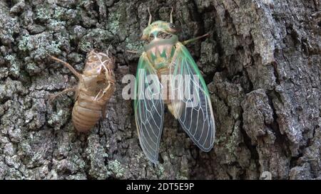 Cicada verde emergente da shell. Foto Stock