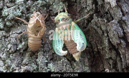 Cicada verde emergente da shell. Foto Stock