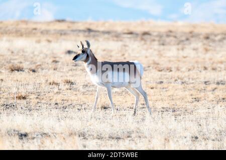 Un Antelope di Pronghorn (Antarocapra americana) Sulle terre di erba del Colorado con le Montagne Rocciose In background Foto Stock