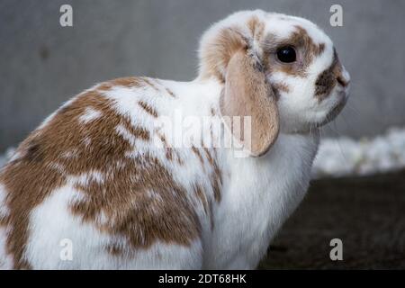 Conigli carini con lepre bianco e marrone Foto Stock
