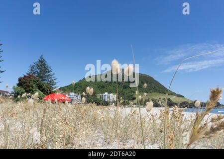 Testa di semi soffici o fiore di erba coda di lepre sulla spiaggia principale Monte Maunganui in fuoco selettivo con montagna punto di riferimento sullo sfondo. Foto Stock