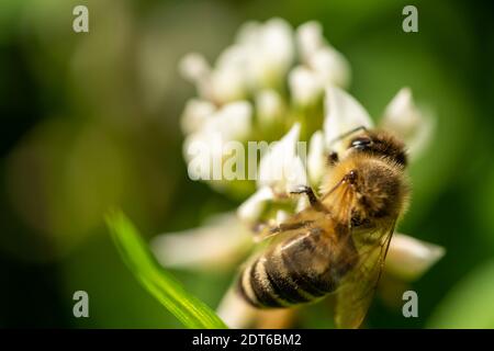 ape di miele che raccoglie polline da un trifoglio fiorisce nel giardino in estate, francoforte, germania Foto Stock