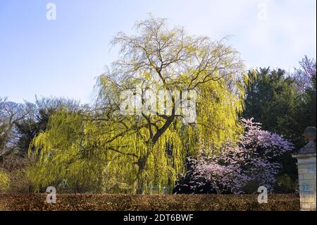 Fogliame verde fresco su un albero di salice maturo in un Giardino privato a Derry Hill Wiltshire Inghilterra Regno Unito Foto Stock