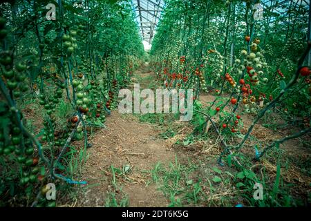 file di pomodori in una serra in una fattoria Foto Stock