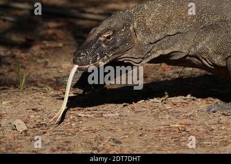 Drago Komodo, monitor Komodo, ora (Varanus komodoensis), lingua sticking out, ritratto, Indonesia, isola Komodo Foto Stock
