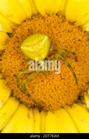 Crab Spider (Thomisus onustus), femmina che si aggirano per la preda su un fiore giallo, vista dall'alto, Italia Foto Stock