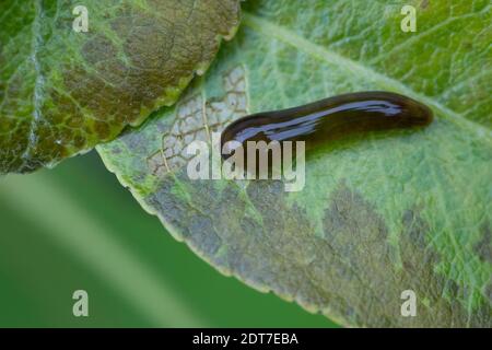 Sega a mosca di pera, sega a mosca di pera, sega a mosca di pera e ciliegia, slugworm di pera e ciliegia, Larva: Pearslug (Calirosa cerasi), alimentazione di larva su foglia di pera, Foto Stock