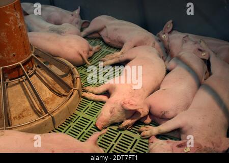 Suino domestico (Sus scrofa F. domestica), gruppo di suinetti che dormono sotto una lampada di calore su pavimento di plastica, allevamento di suino, Germania Foto Stock