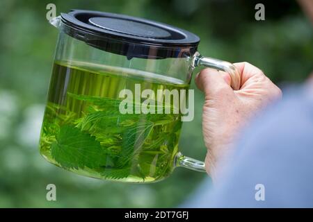 Ortica pingente (Urtica dioica), tè autofmade pinging ortica, Germania Foto Stock