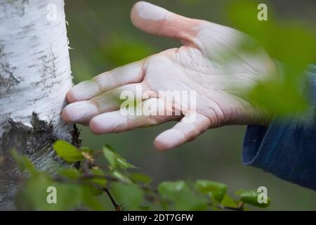 Betulla, betulla, betulla bianca, betulla bianca (Betula pendula, Betula alba), betulin, mano weiÃŸ gefÃ¤rbt vom Reiben auf dem Stamm Foto Stock