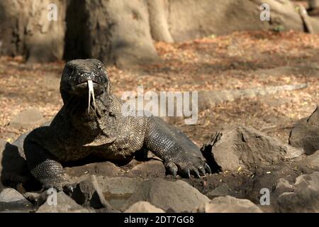 Komodo dragon, Komodo monitor, ora (Varanus komodoensis), che mostra la lingua, vista frontale, Indonesia, isola di Komodo Foto Stock