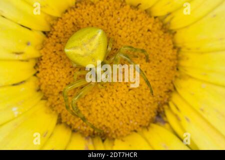 Crab Spider (Thomisus onustus), femmina che si aggirano per la preda su un fiore giallo, vista dall'alto, Italia Foto Stock