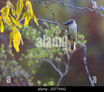 Martin pescatore di grandi fatturati, Martin pescatore di fior neri (Pelargopsis melanorhyncha, Pelargopsis melanorhyncha melanorhyncha), che si trova su un ramo, Foto Stock