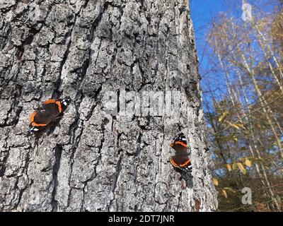 Ammiraglio rosso (Vanessa atalanta, Pyrameis atalanta), due farfalle che prendono il sole sulla corteccia di una quercia in autunno, Germania Foto Stock