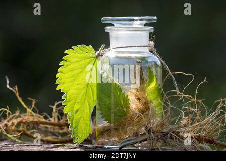 Ortica pungente (Urtica dioica), tintura autofmade di ortica pungente dalle radici e dalle foglie, Germania Foto Stock