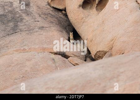 Gatto della giungla (Felis chaus), seduto tra le rocce, vista frontale, India, Siana Foto Stock